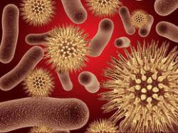 Бактерии уреаплазмоза