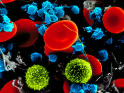 Лимфоциты и лейкоциты 