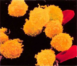 Лейкоциты под микроскопом
