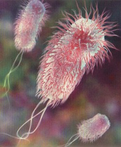 escherichia coli - это кишечная палочка